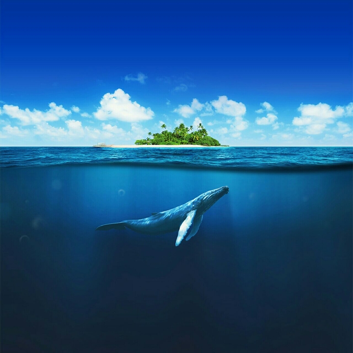 whale in te ocean