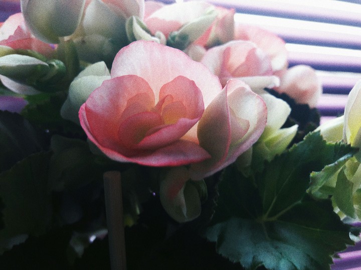 begonia
