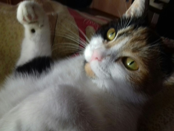 cat