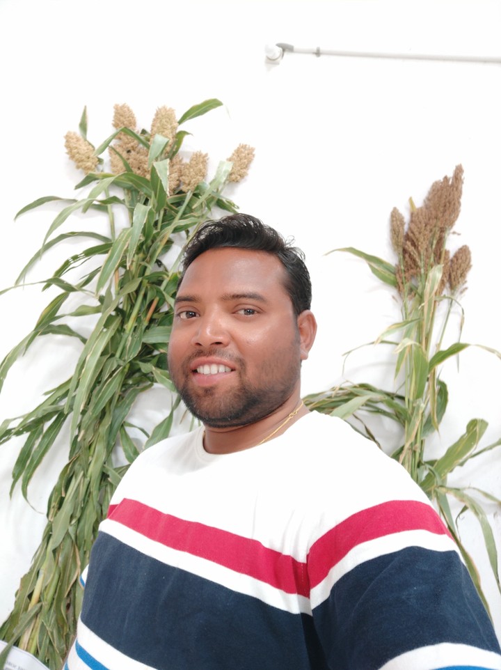 jowar crop with h8ght 15 ft
