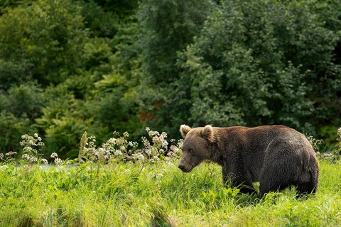шпалери Safari, carnivores