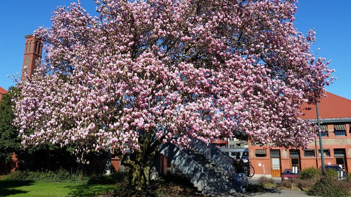 Cherry blossoms