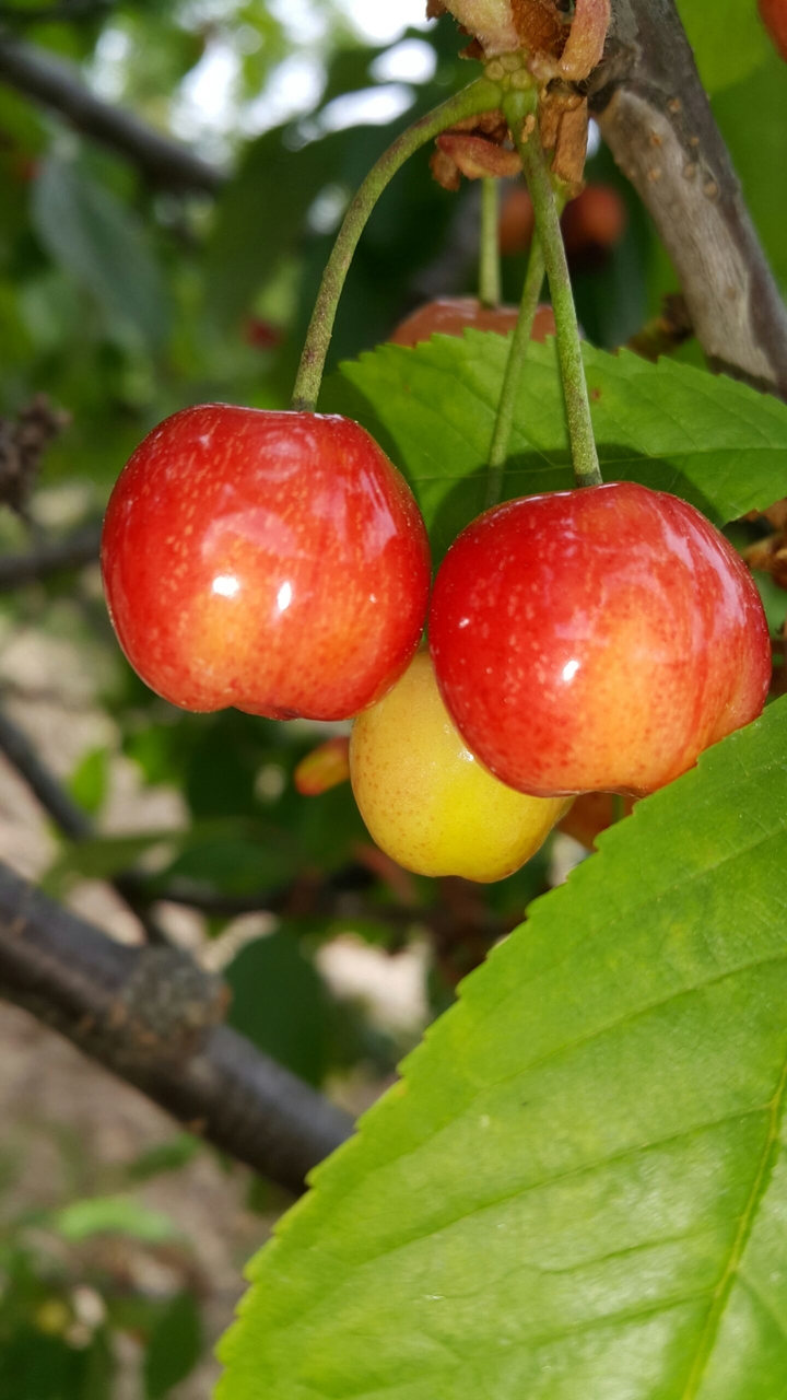 Cherry