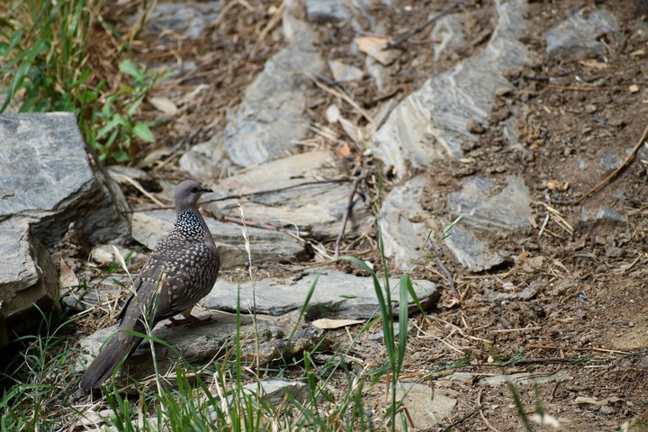 #Dotted #Dove