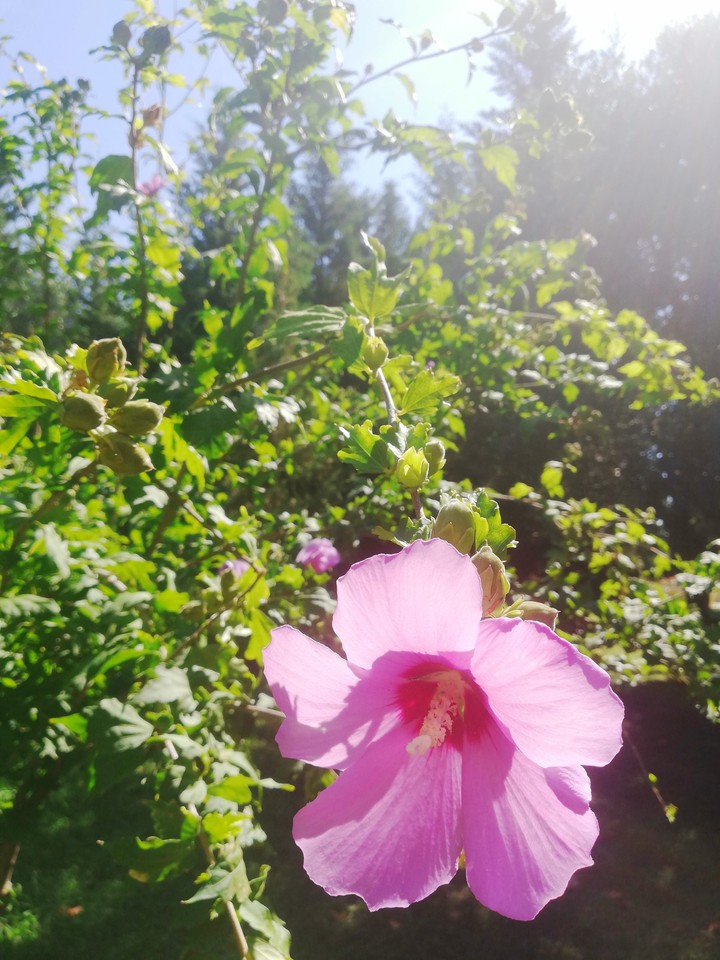 flower