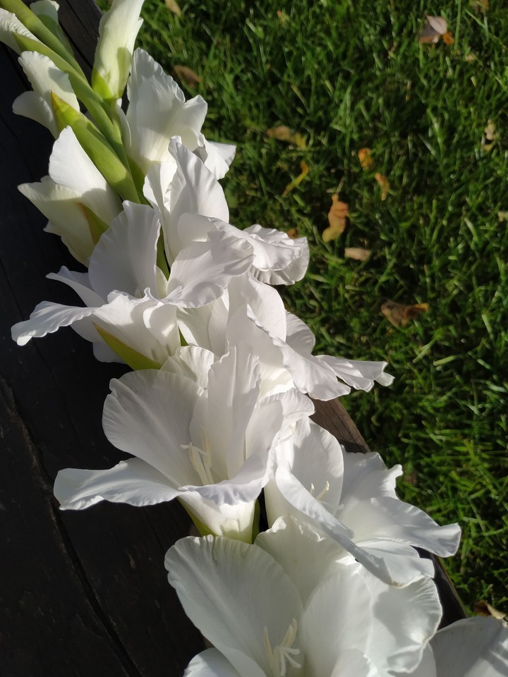 flowers