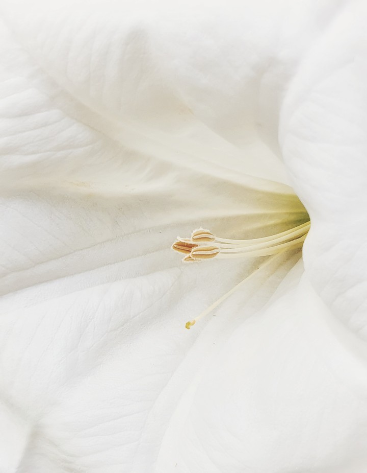 White kiss