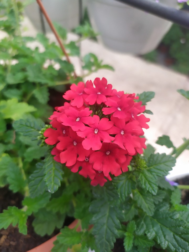 red flower