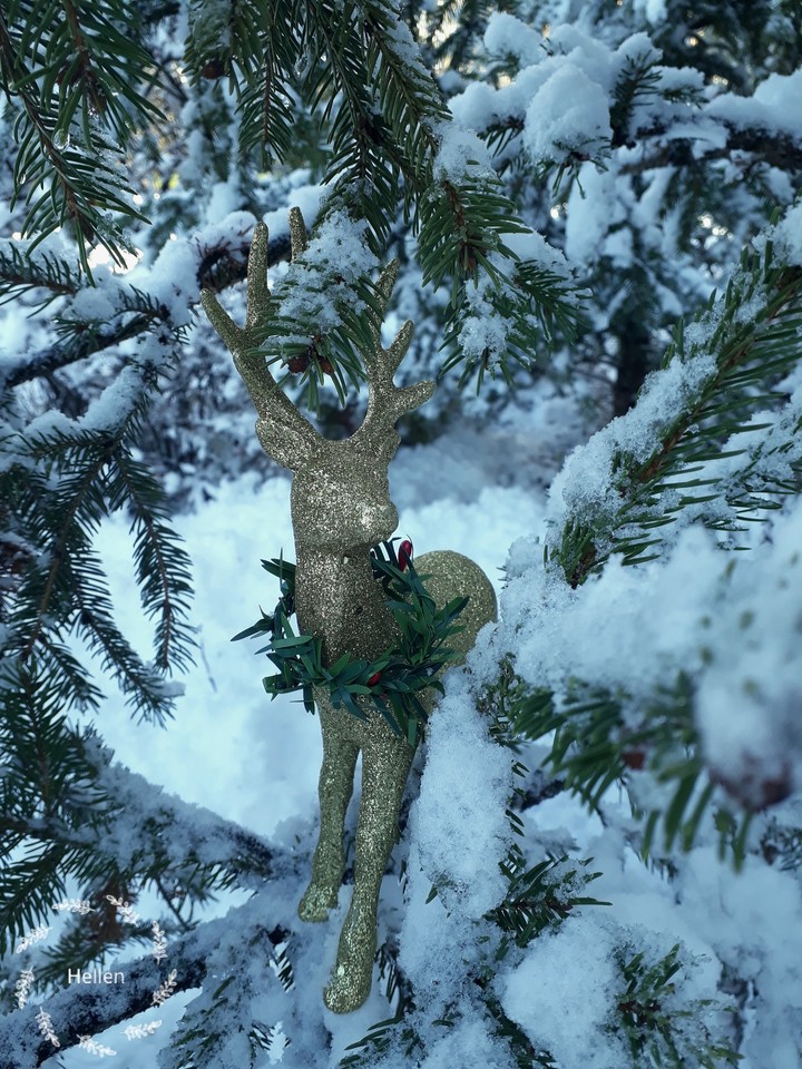 winter ormanents
