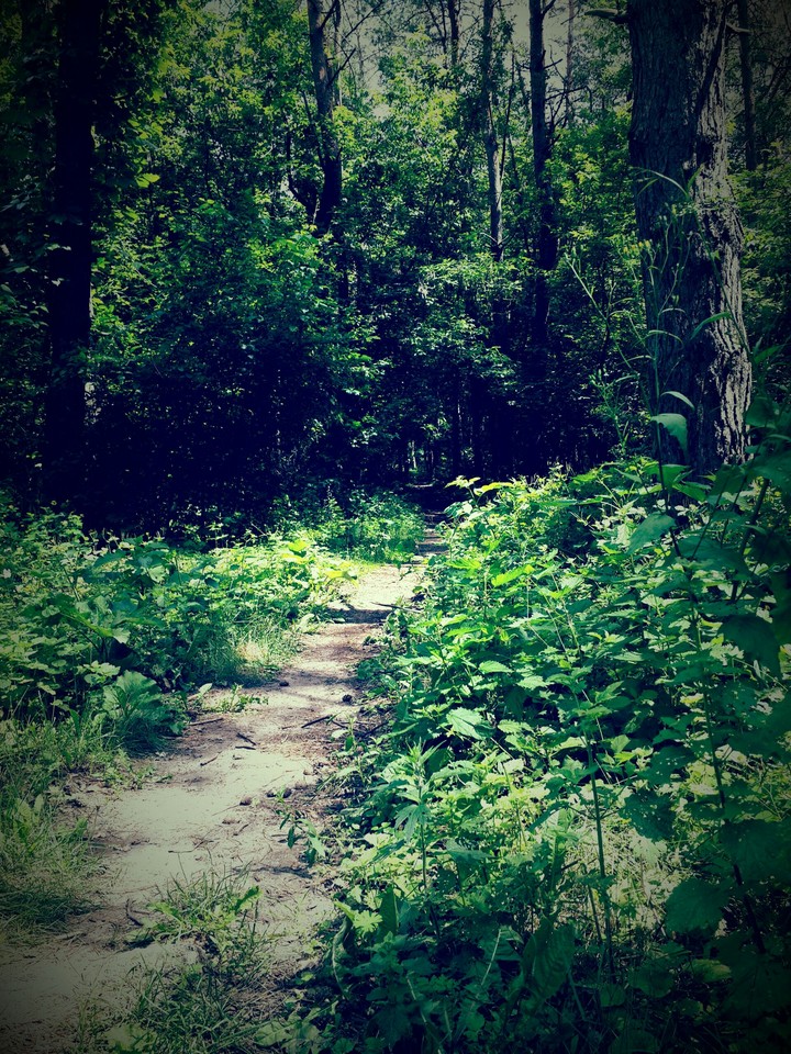 forest