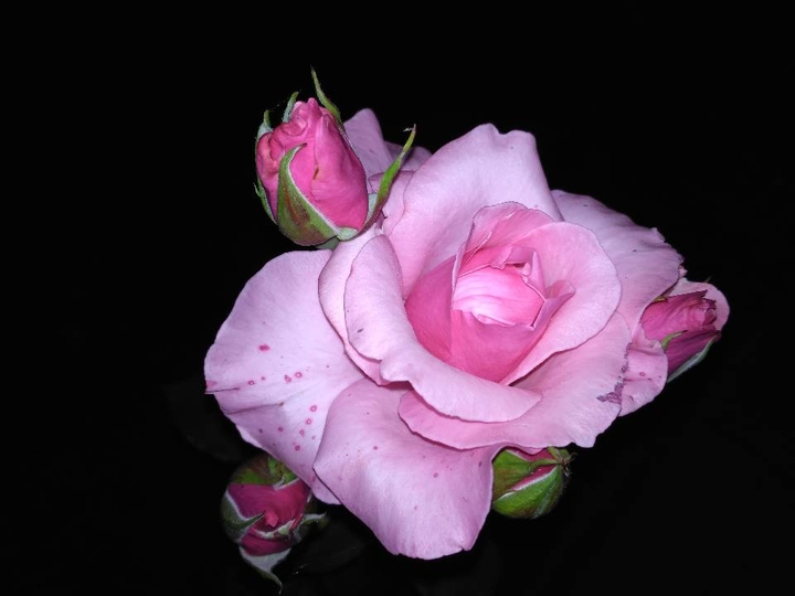 rose