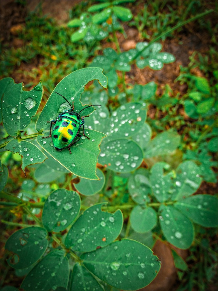 Green Bittel