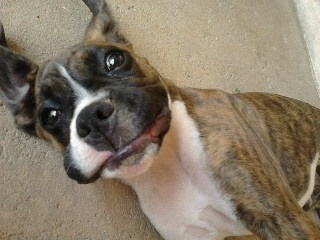 Família Boxer