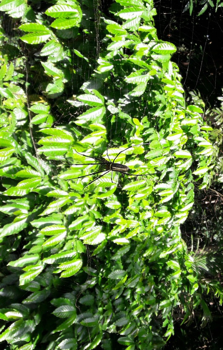 spider