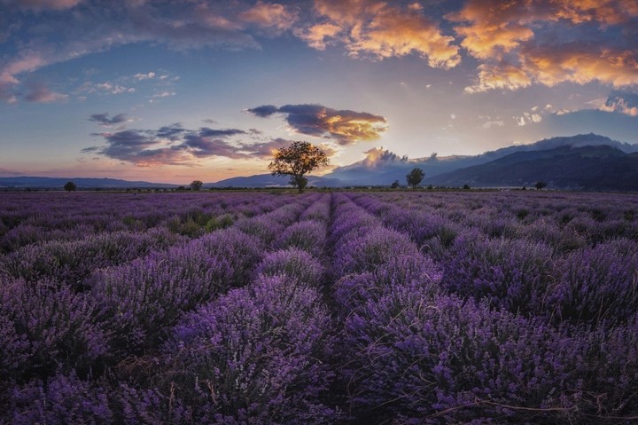 Lavanda :)
