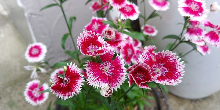 FLOWER