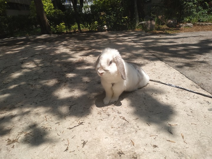Coco is sunbathing