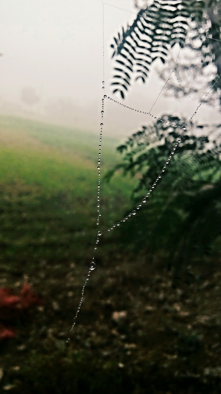WATER DROP ON WAB