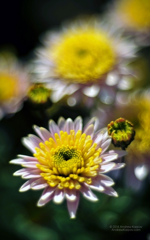 обои flower, petal