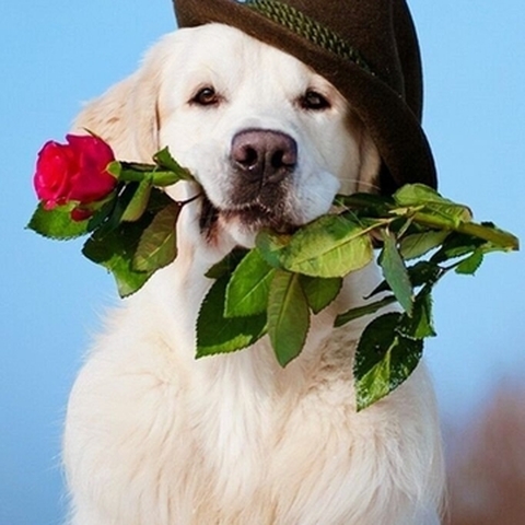Animali
