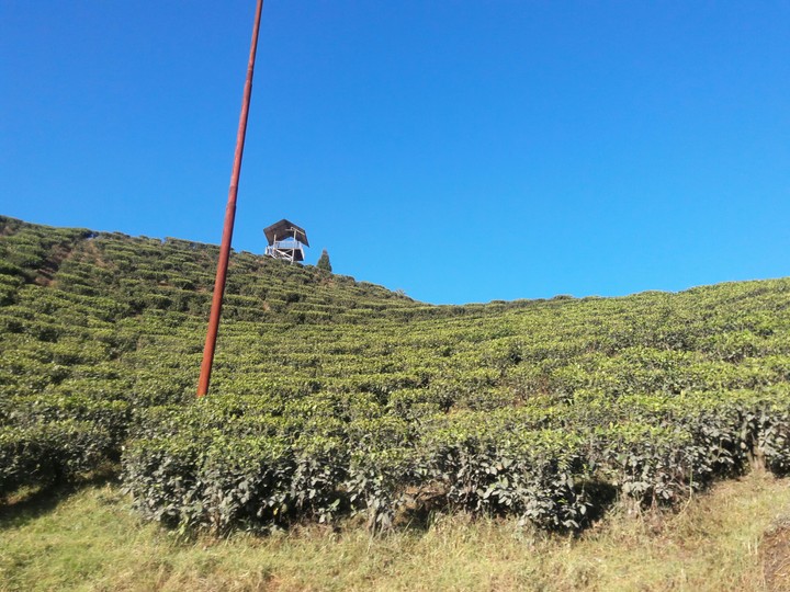 tea garden at Darjeeling.