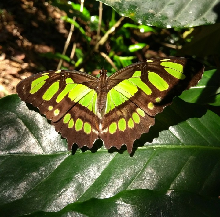 Mariposa.