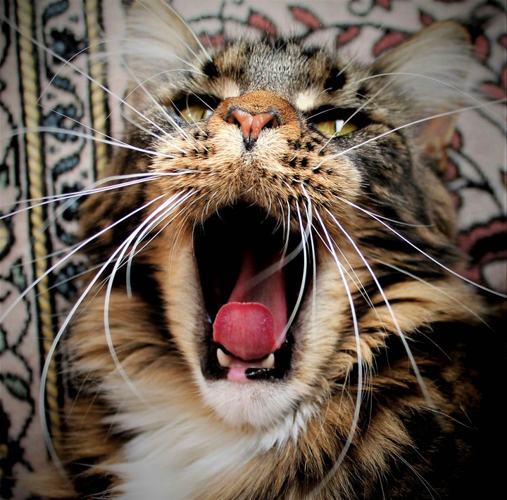 maincoon