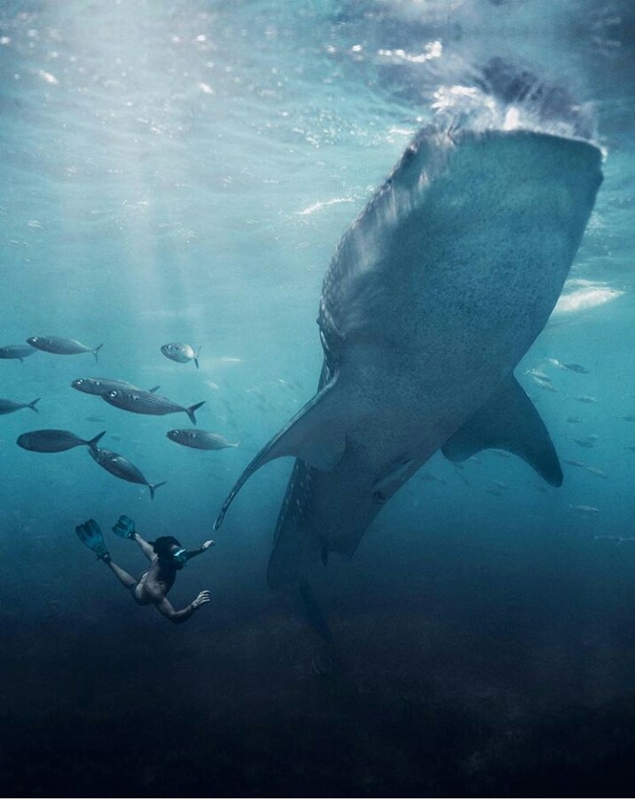 Whale