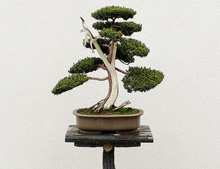Japanese Garden