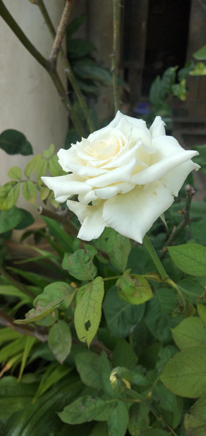 ေႂကြပီ