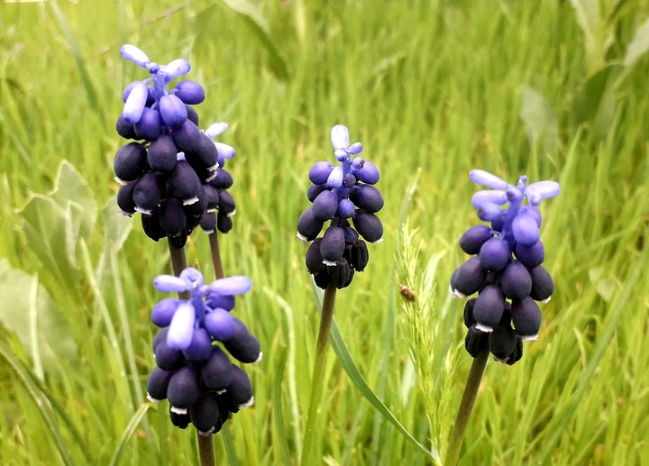 گل سنبله