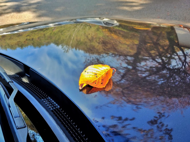 Autumn sitting on my car