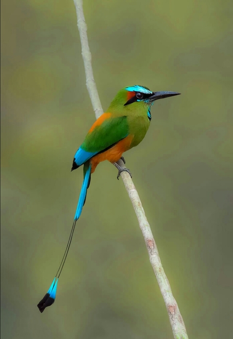sfondi coraciiformes, wildlife