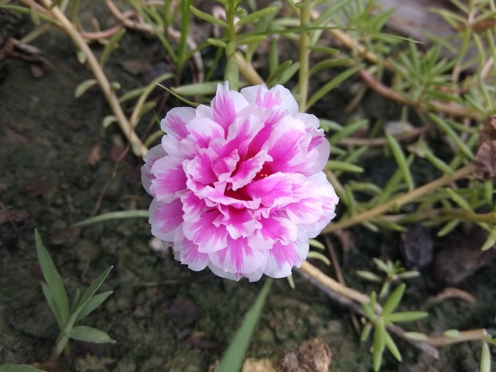 flower
