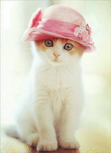 ▲▲ ●^^