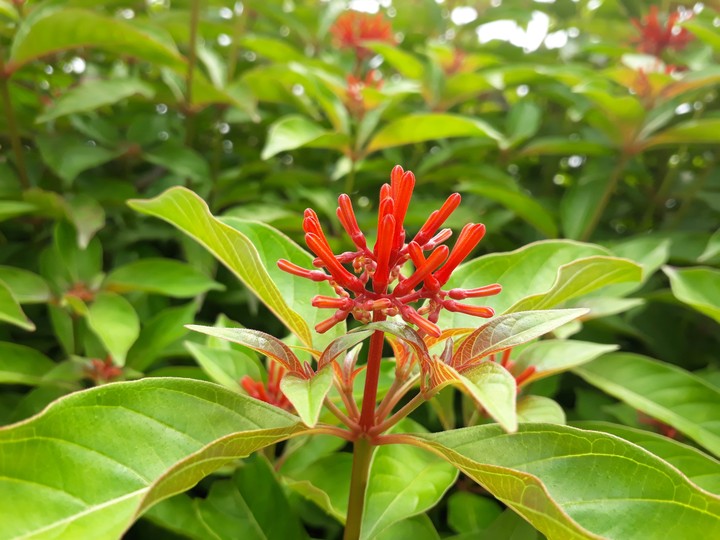 Flowers
