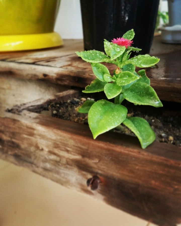 flower