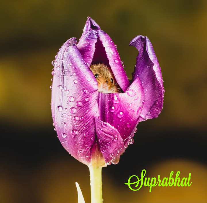 suprabhat