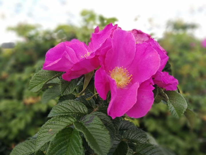 flower