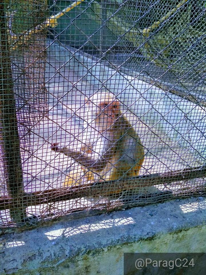 Monkey