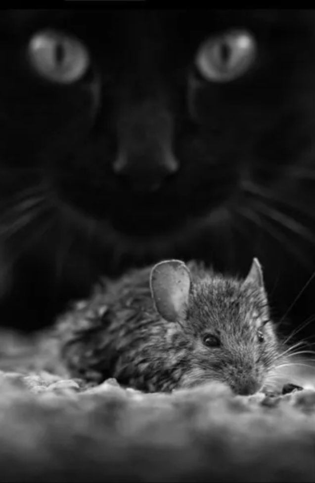 Katze Maus