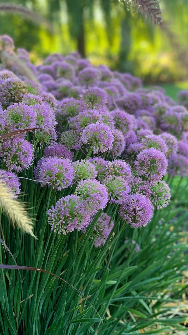 flowers garden