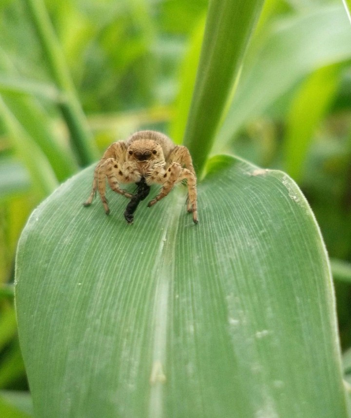 little hunter