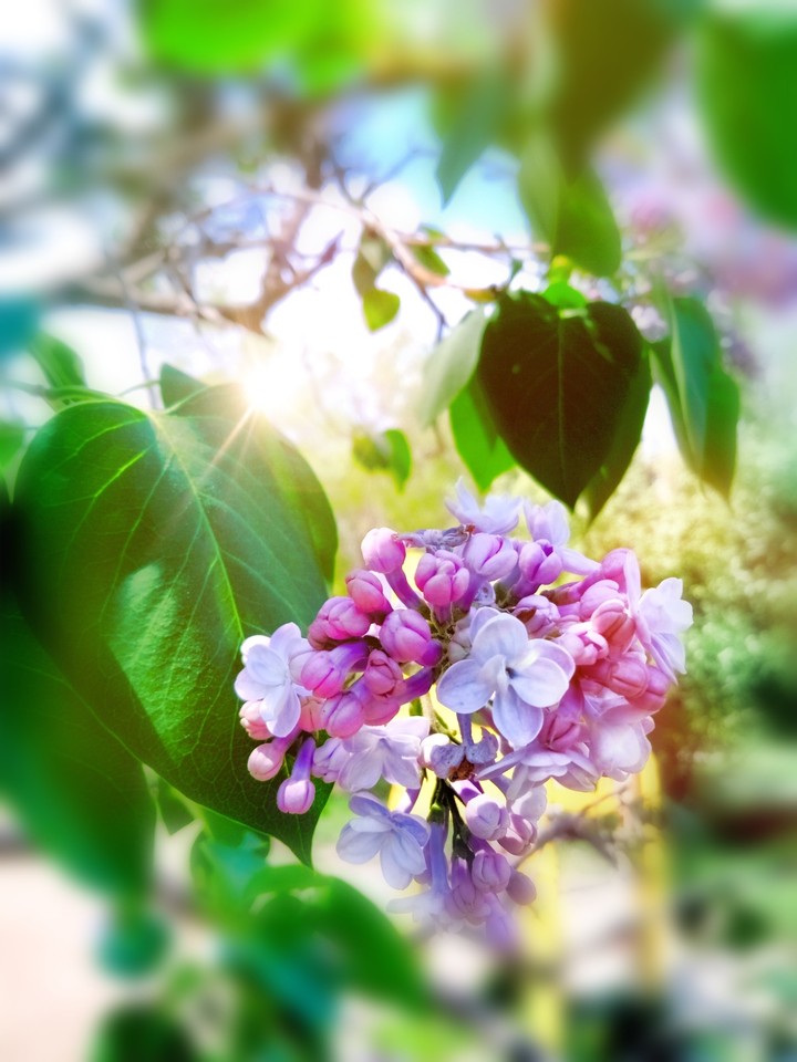 Branch of lilac