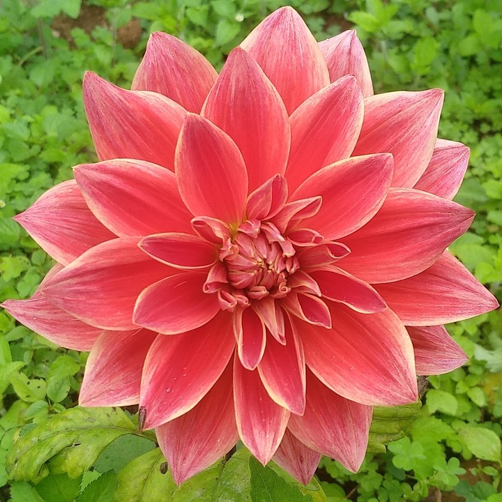 beauty blossomed on this flower