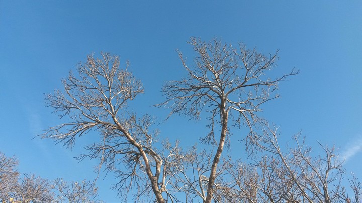 tree