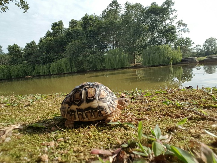 tortoise