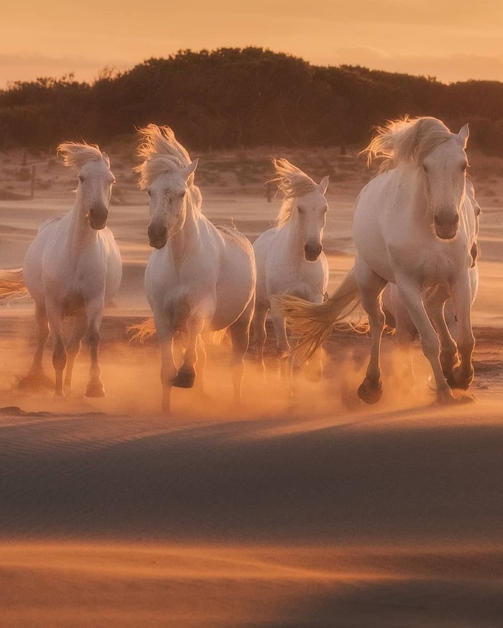 whitehorse