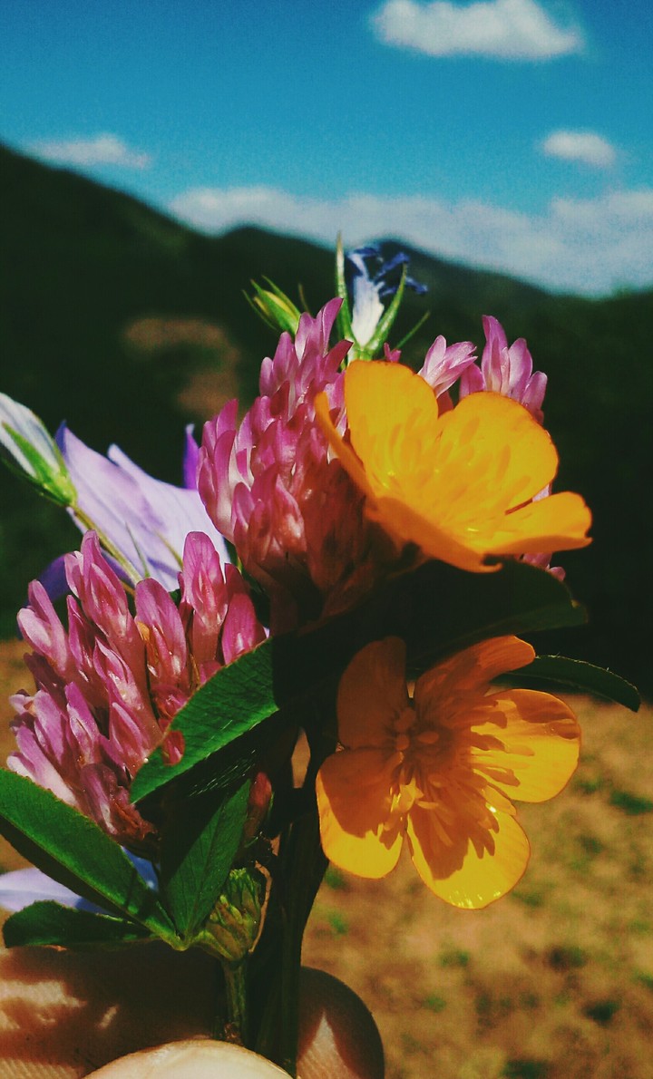 FLOWER