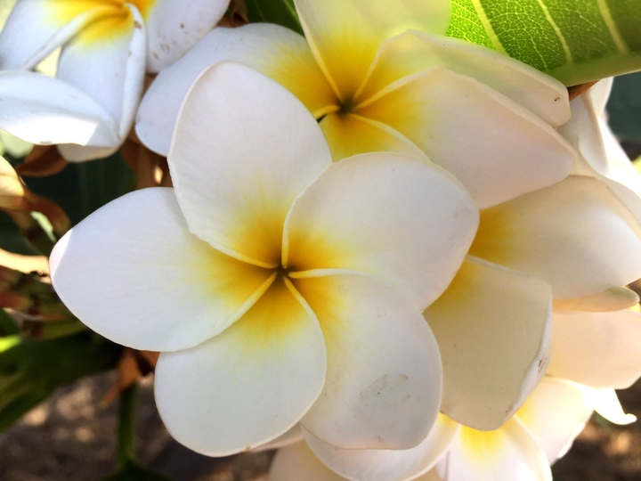 pomelia